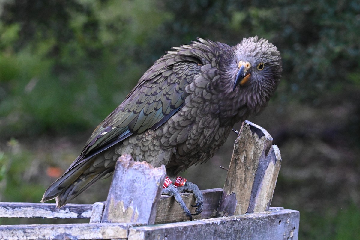 Кеа - ML545155741