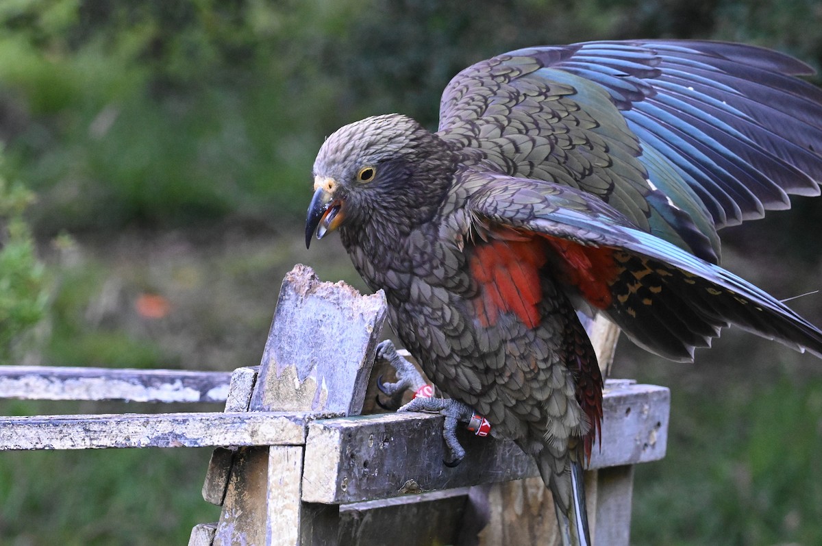 Кеа - ML545155781