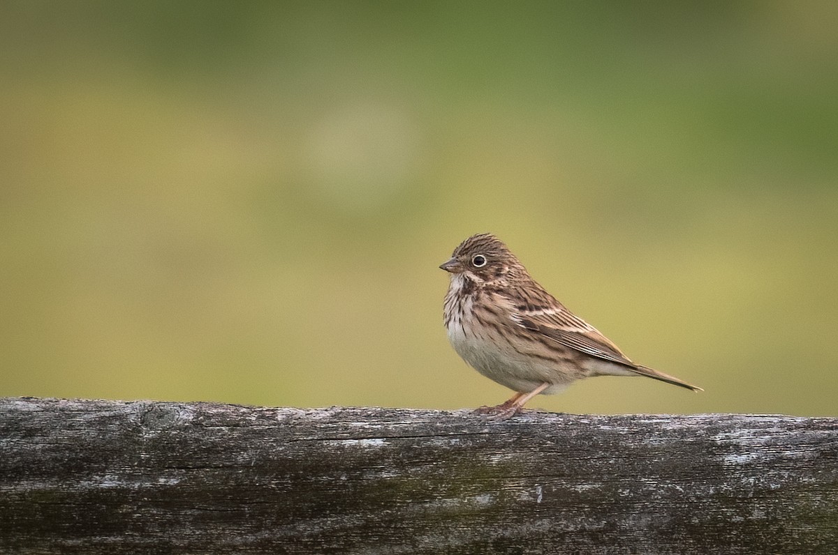 Vesper Sparrow - ML545156061