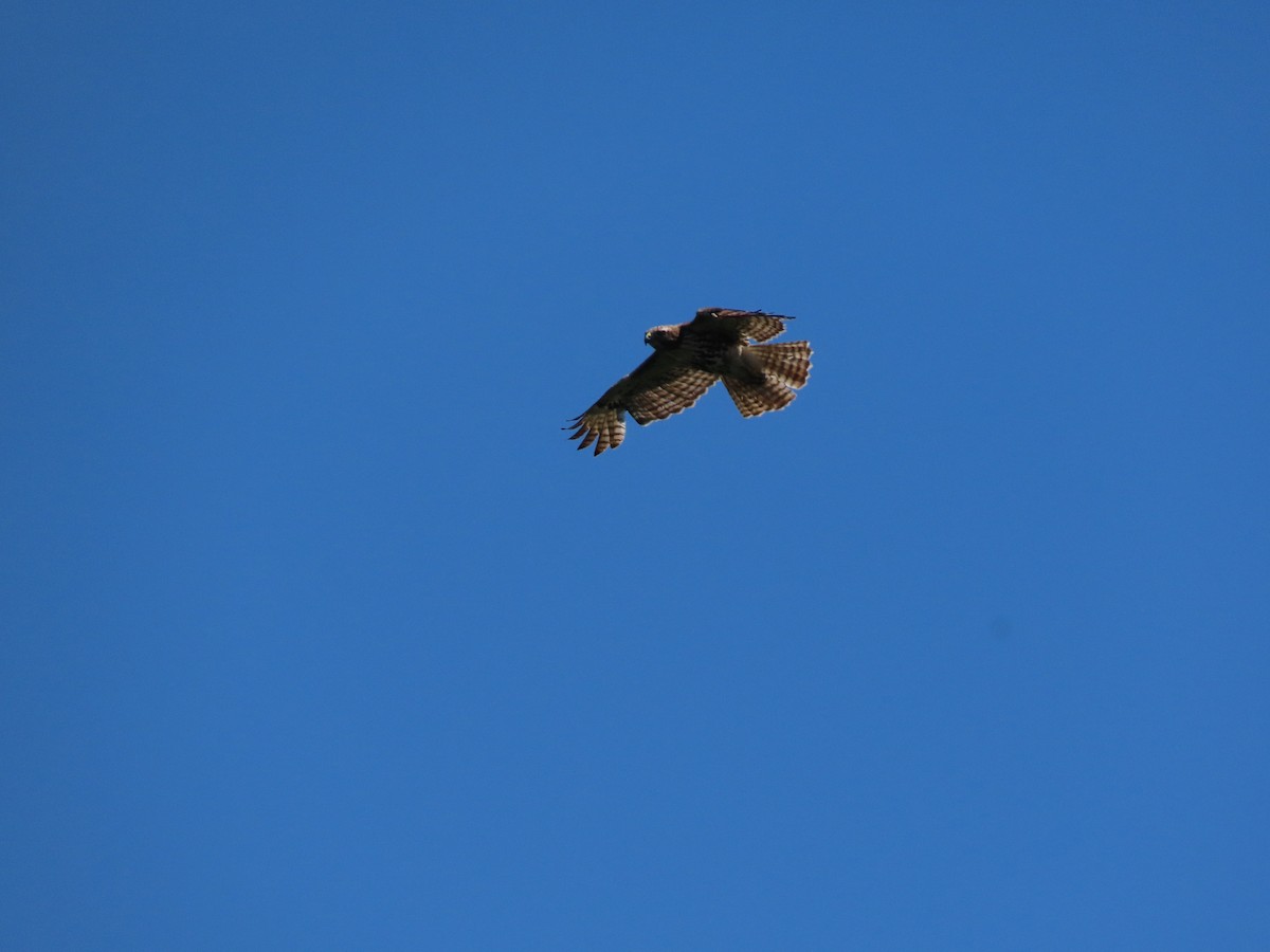 Red-tailed Hawk - ML545156681