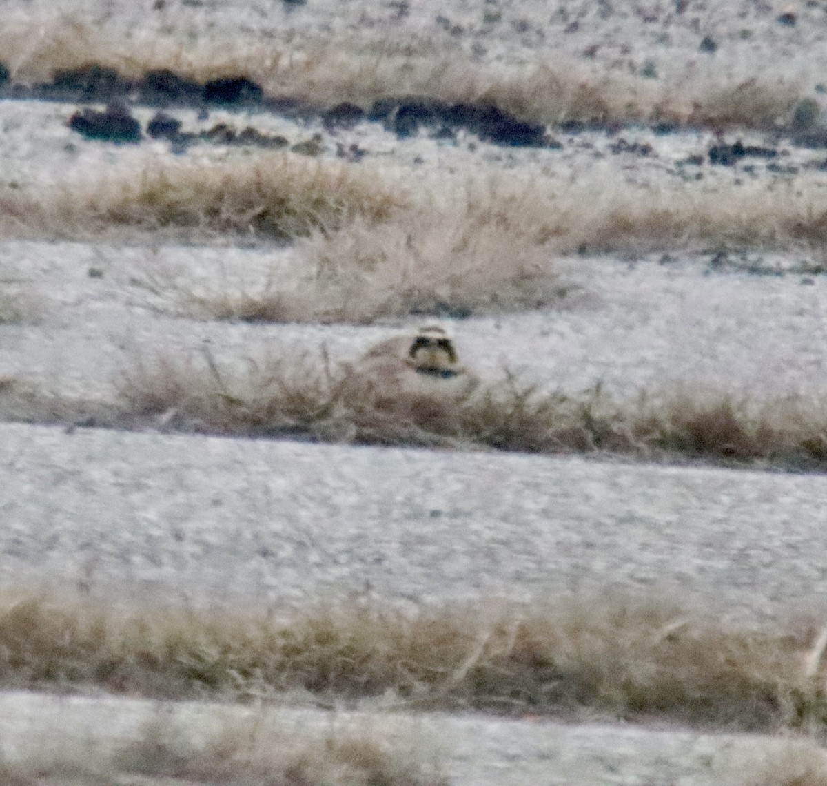 Horned Lark - ML545156961