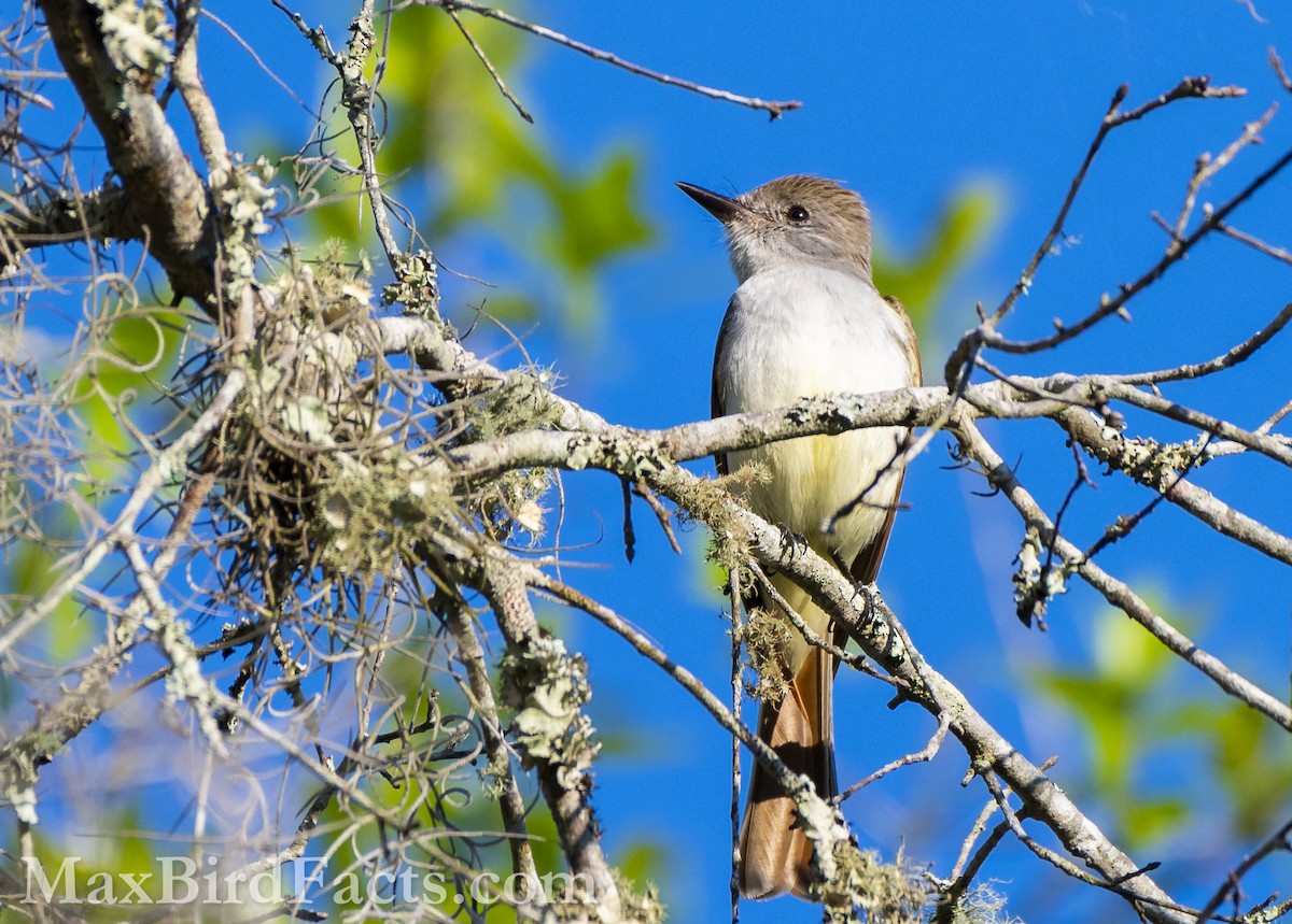 Ash-throated Flycatcher - Maxfield Weakley