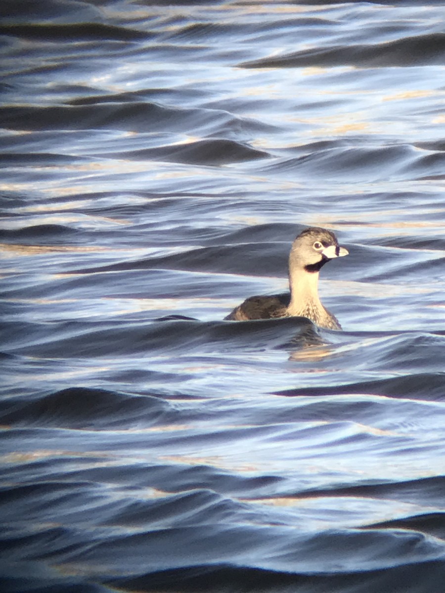 Pied-billed Grebe - Joe Austin