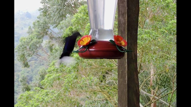 kolibřík fialkový - ML545157831