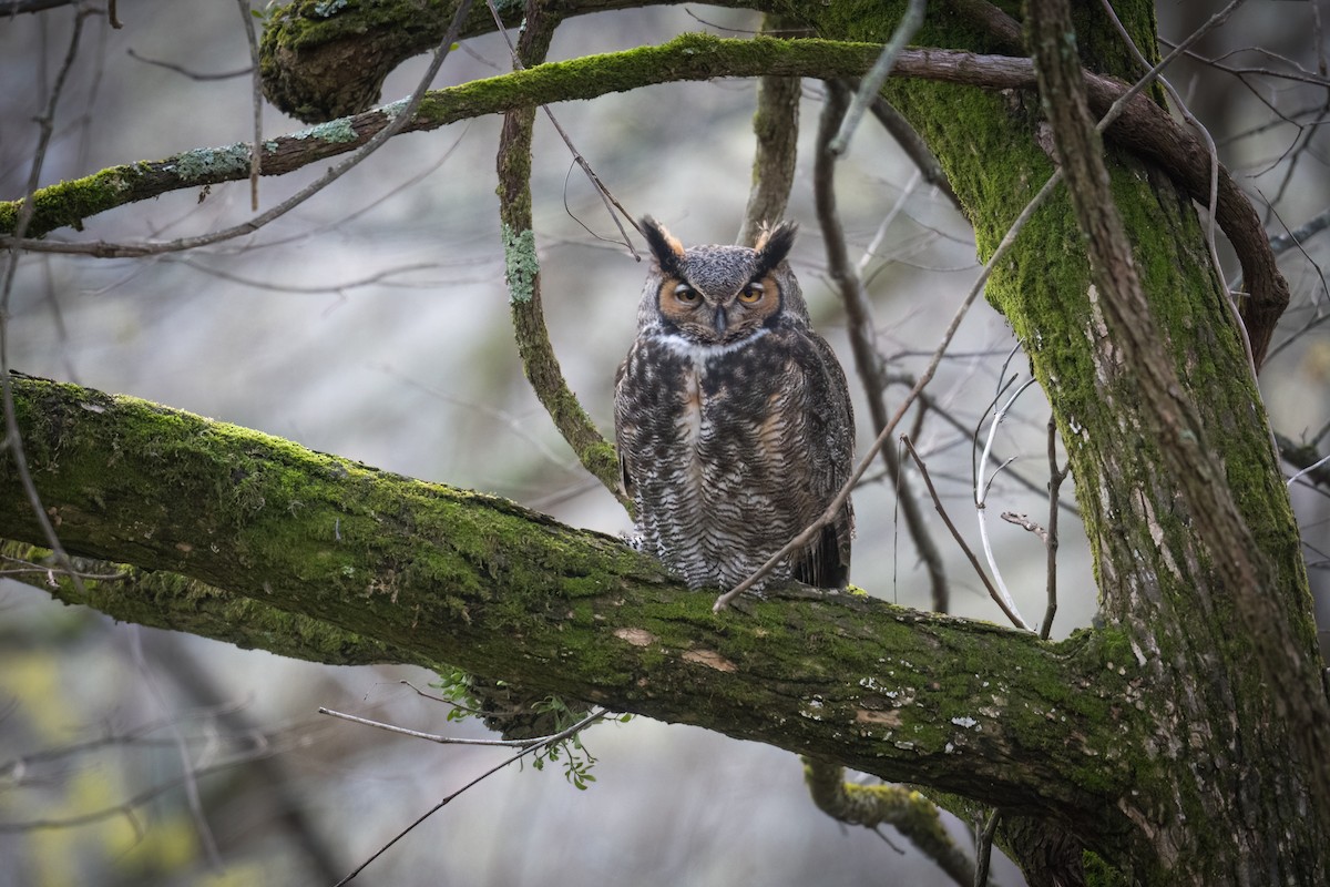 Great Horned Owl - ML545158461