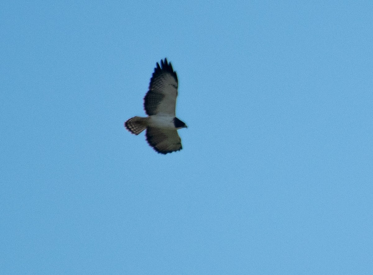 Short-tailed Hawk - ML545158551