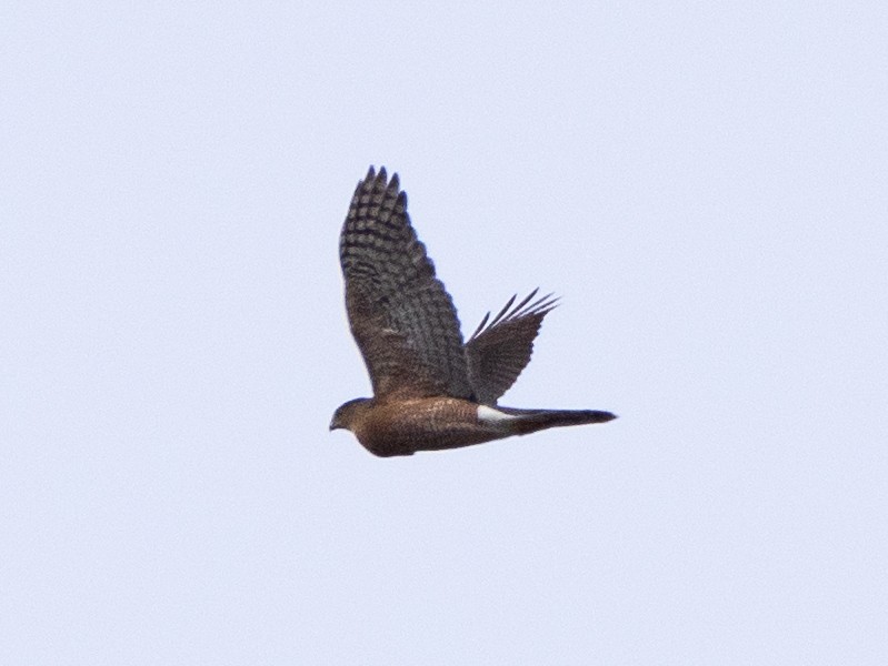 Cooper's Hawk - ML545158691
