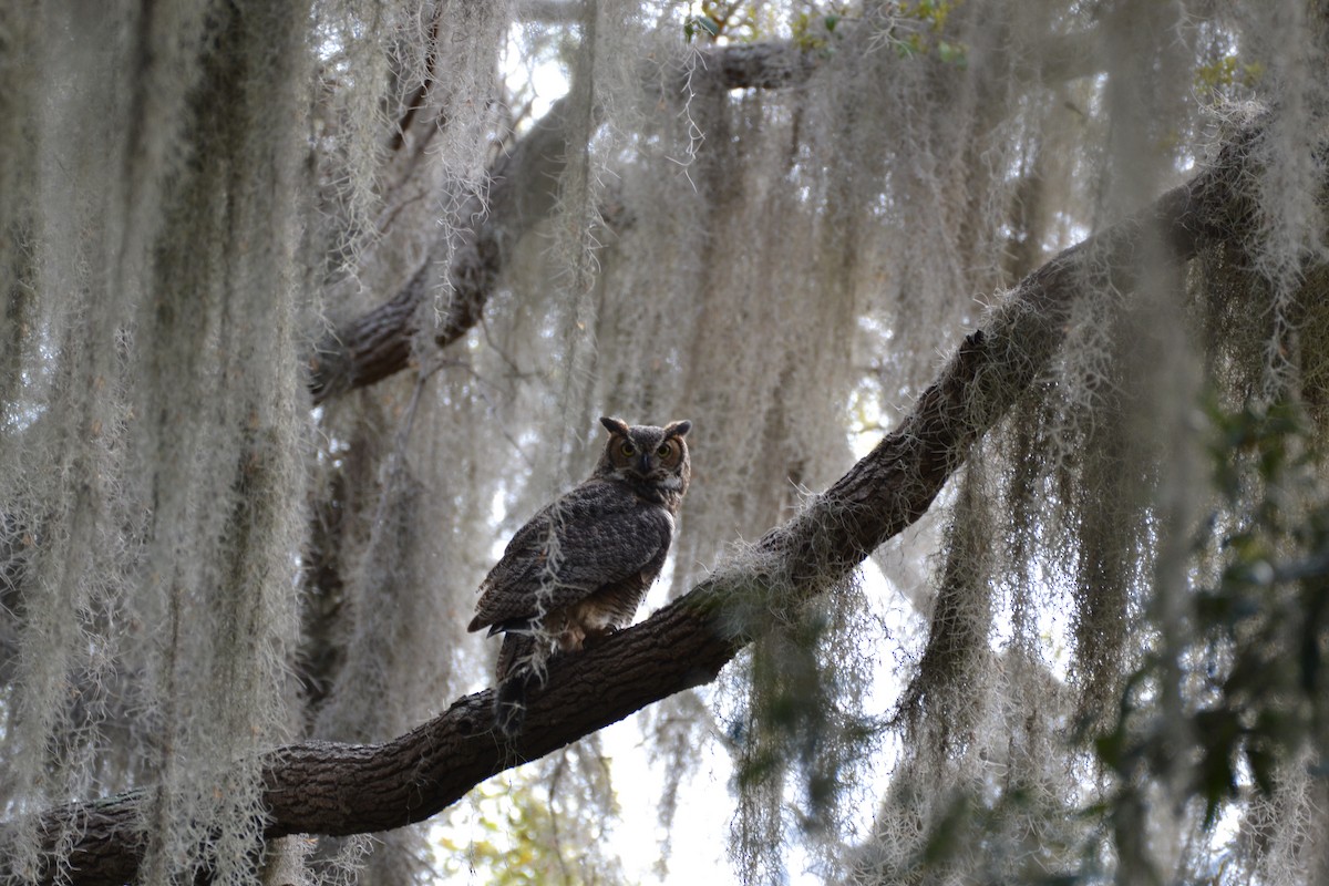 Great Horned Owl - ML545159401
