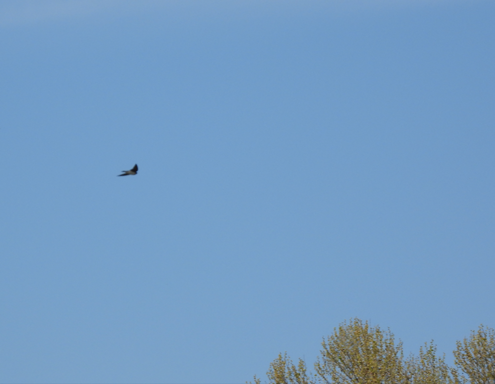 Purple Martin - ML545159411