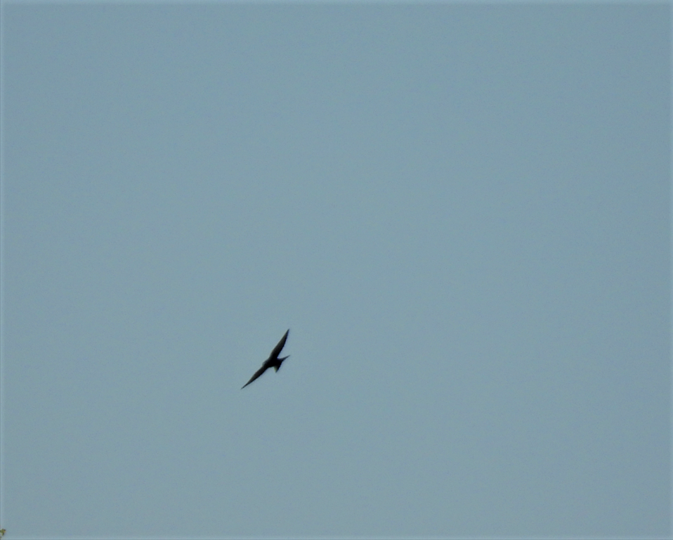 Purple Martin - ML545159431