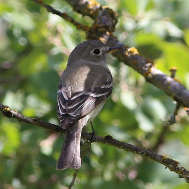 Gray Flycatcher - ML54515951