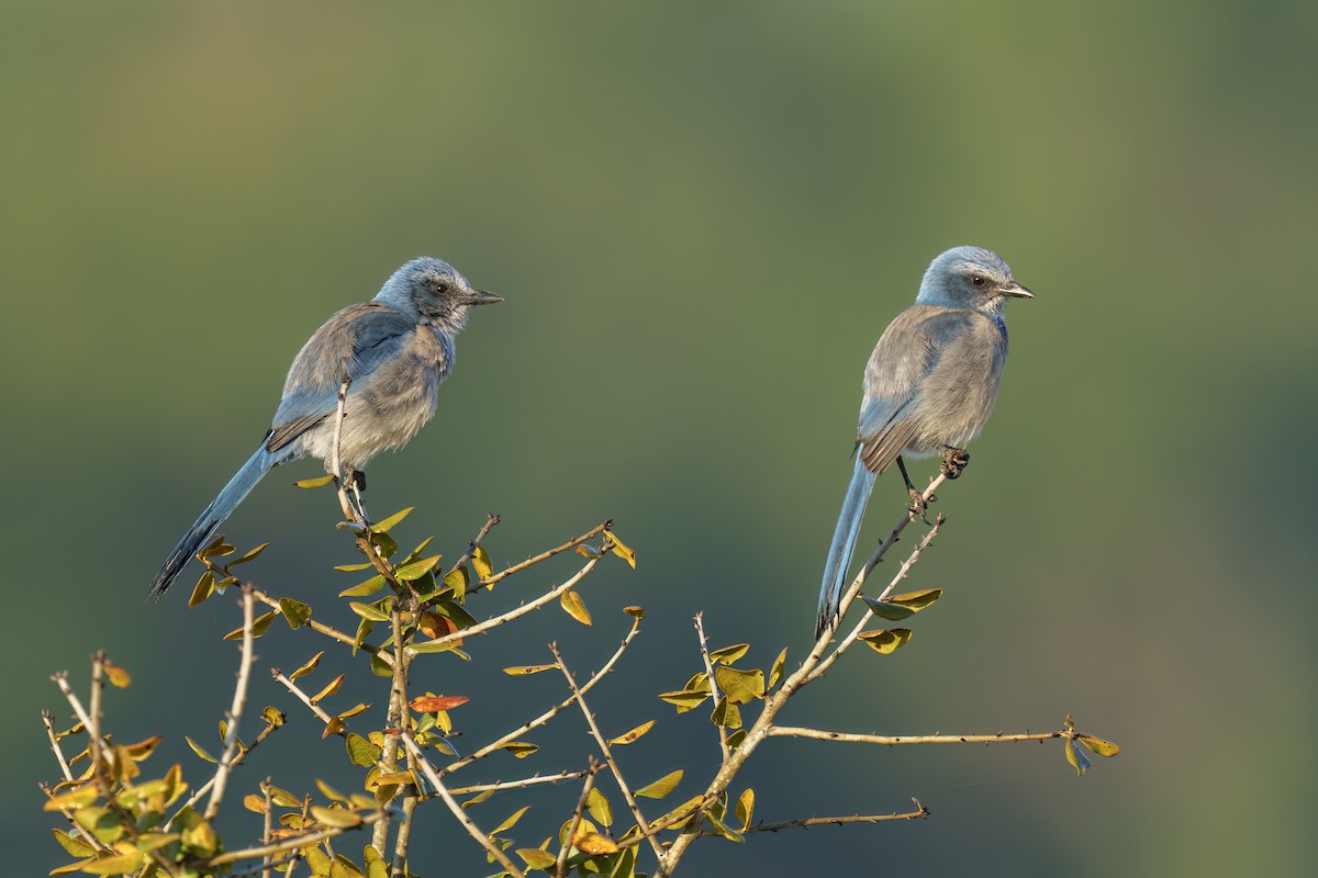 Florida Scrub-Jay - ML545160321