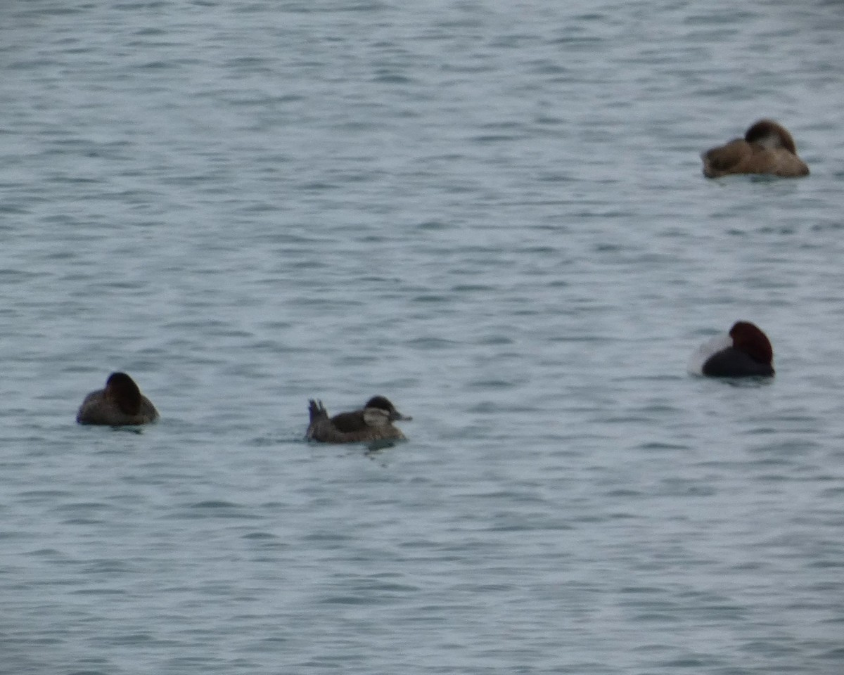 Ruddy Duck - ML545160691