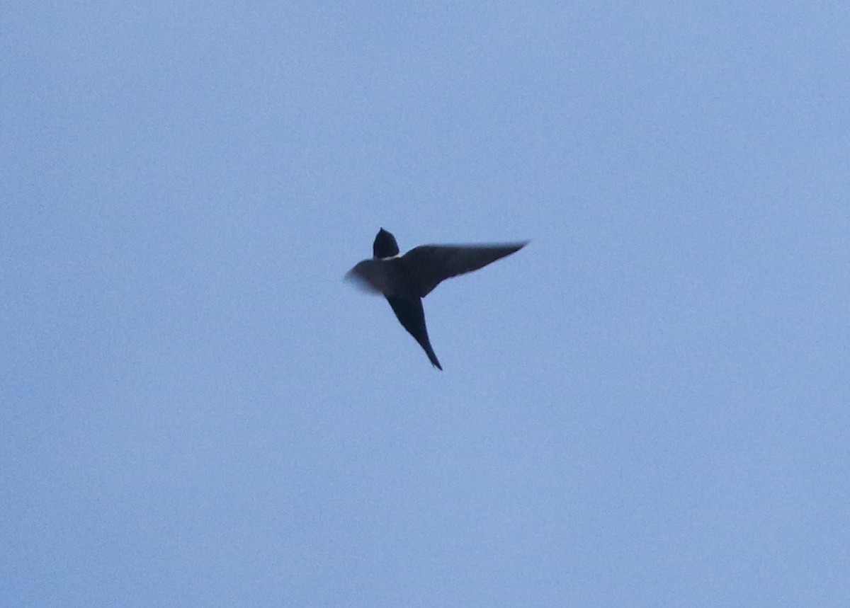 White-collared Swift - Andrew Vallely