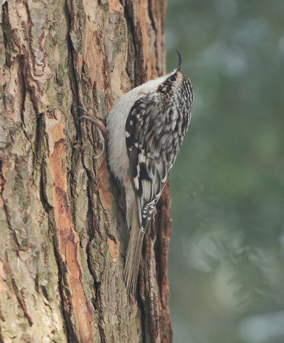 Brown Creeper - ML545161631