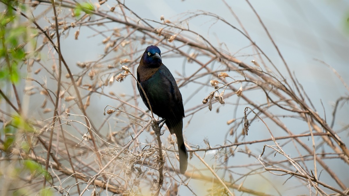 Boat-tailed Grackle - ML545162221