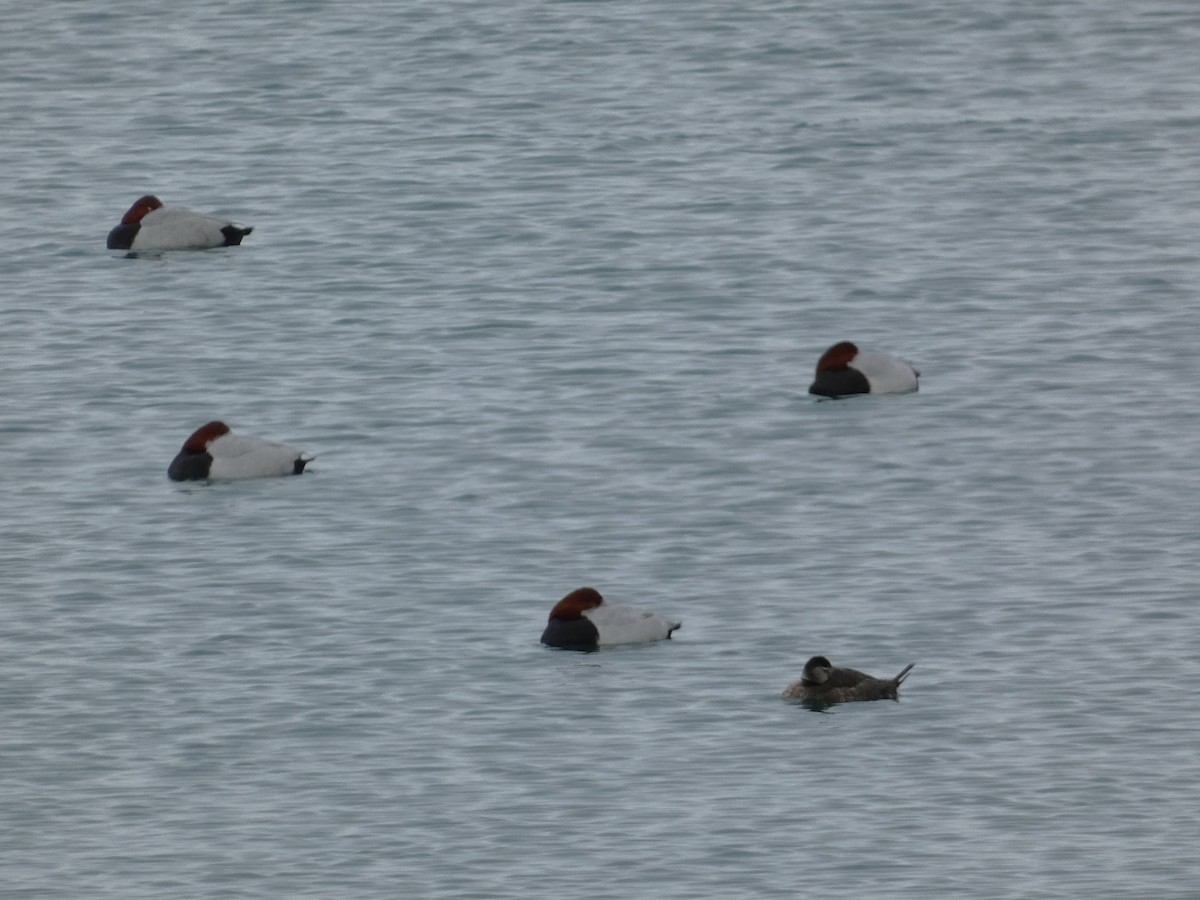 Ruddy Duck - ML545162231