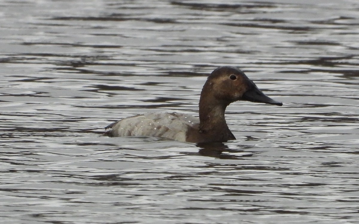 Canvasback - Sydney Horan