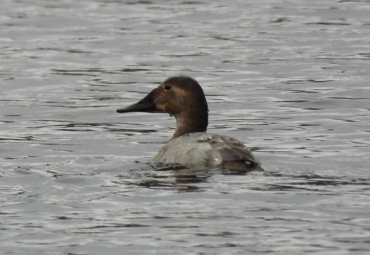 Canvasback - ML545163511