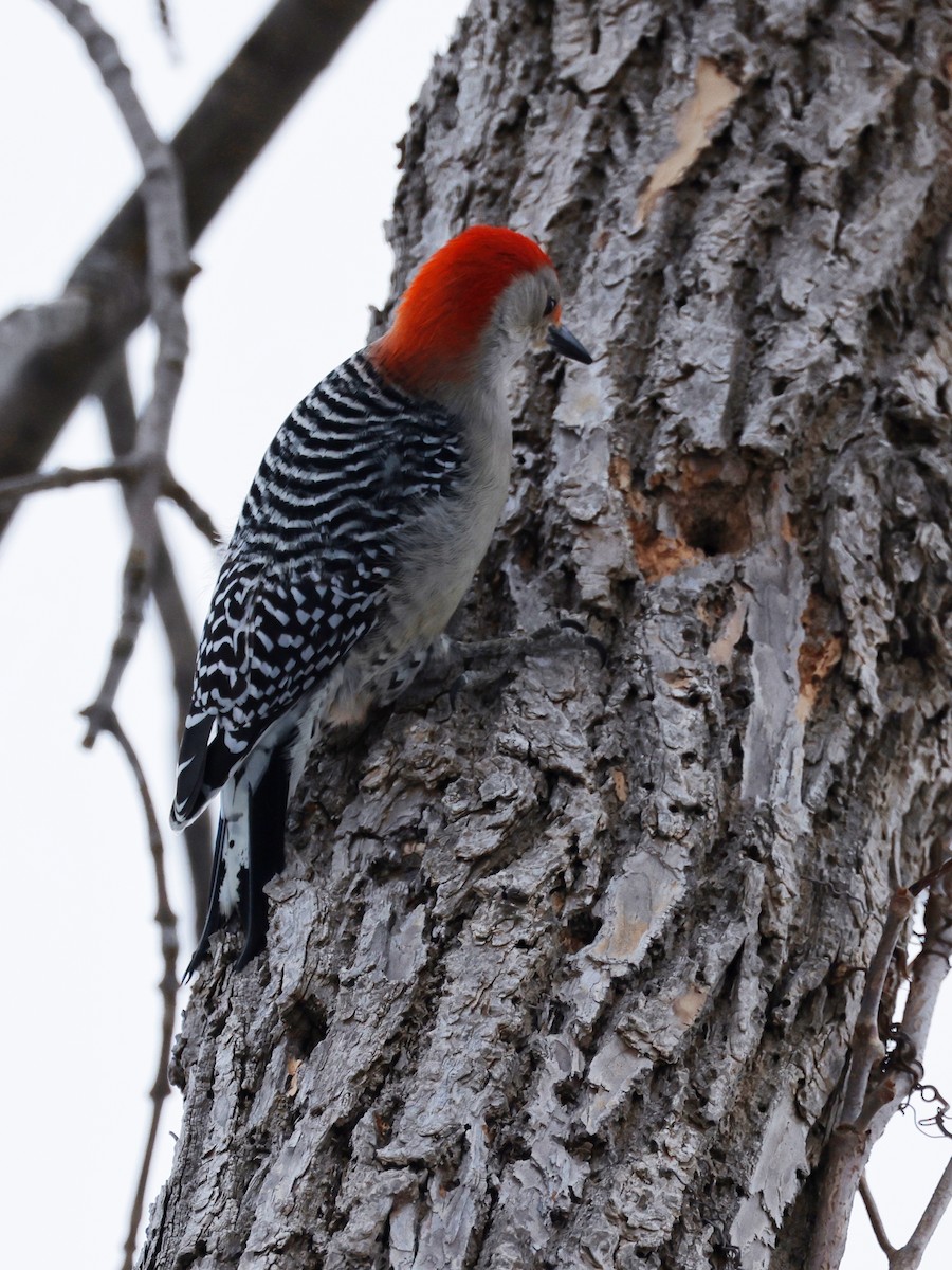 Red-bellied Woodpecker - ML545163711