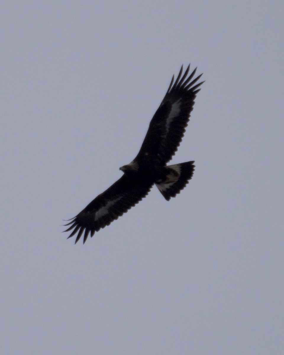 Golden Eagle - ML545163781