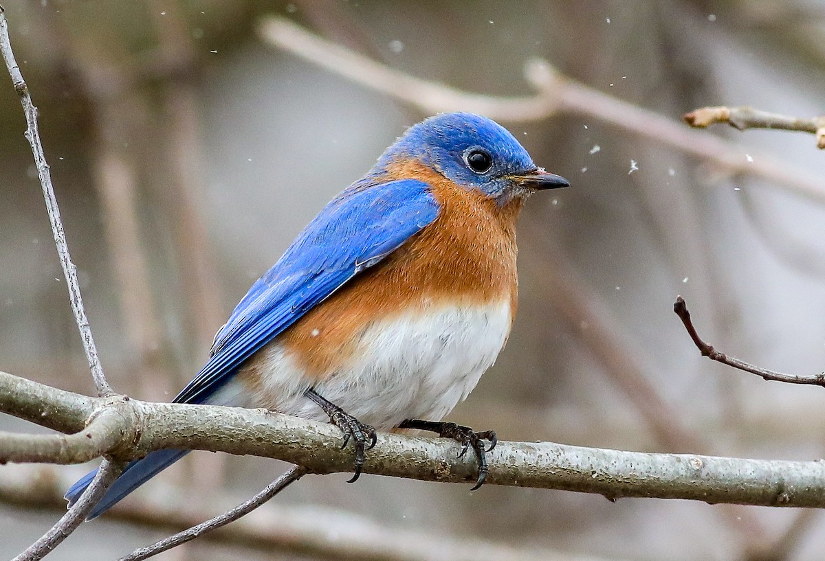 Eastern Bluebird - ML545164251