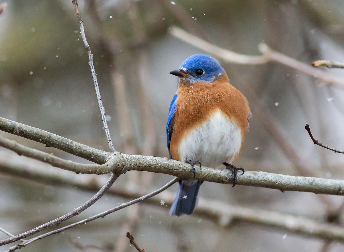 Eastern Bluebird - ML545164281