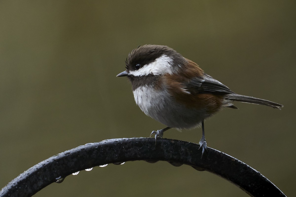 Chestnut-backed Chickadee - Jonathan Casanova