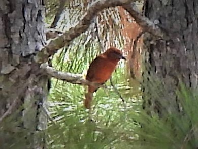 Hepatic Tanager - ML545165261