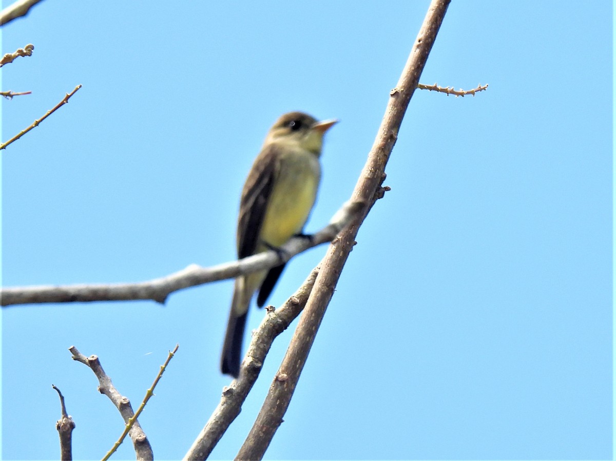 Northern Tropical Pewee - Jim Ross