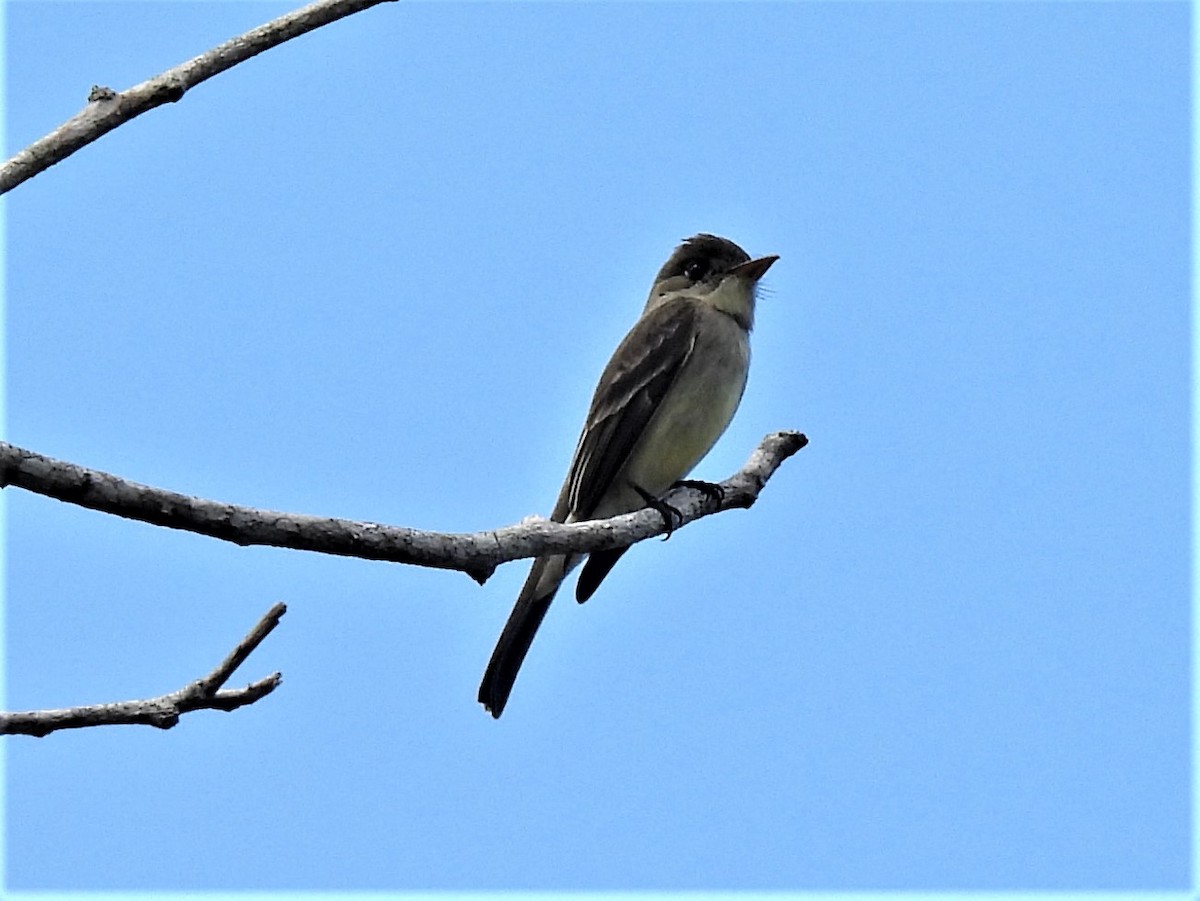 Northern Tropical Pewee - ML545165741