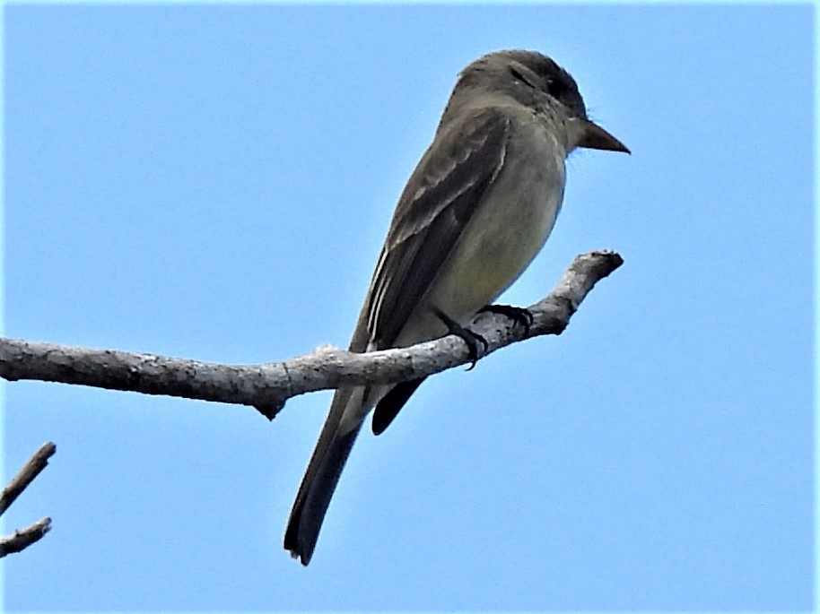 Northern Tropical Pewee - ML545165801