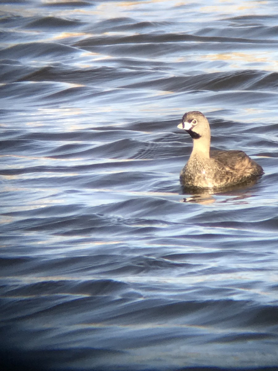 Pied-billed Grebe - Joe Austin