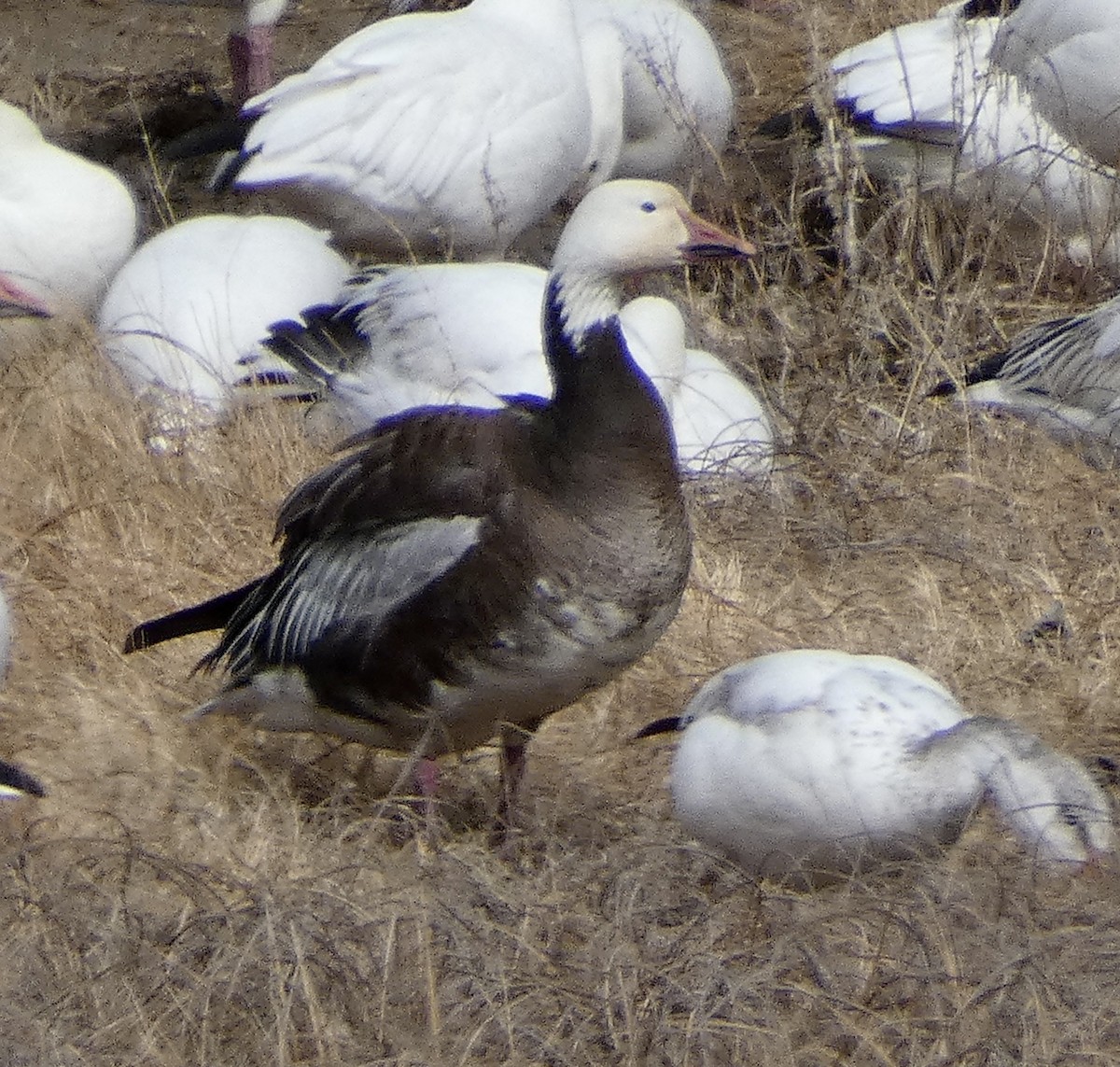 Snow Goose - ML545167601