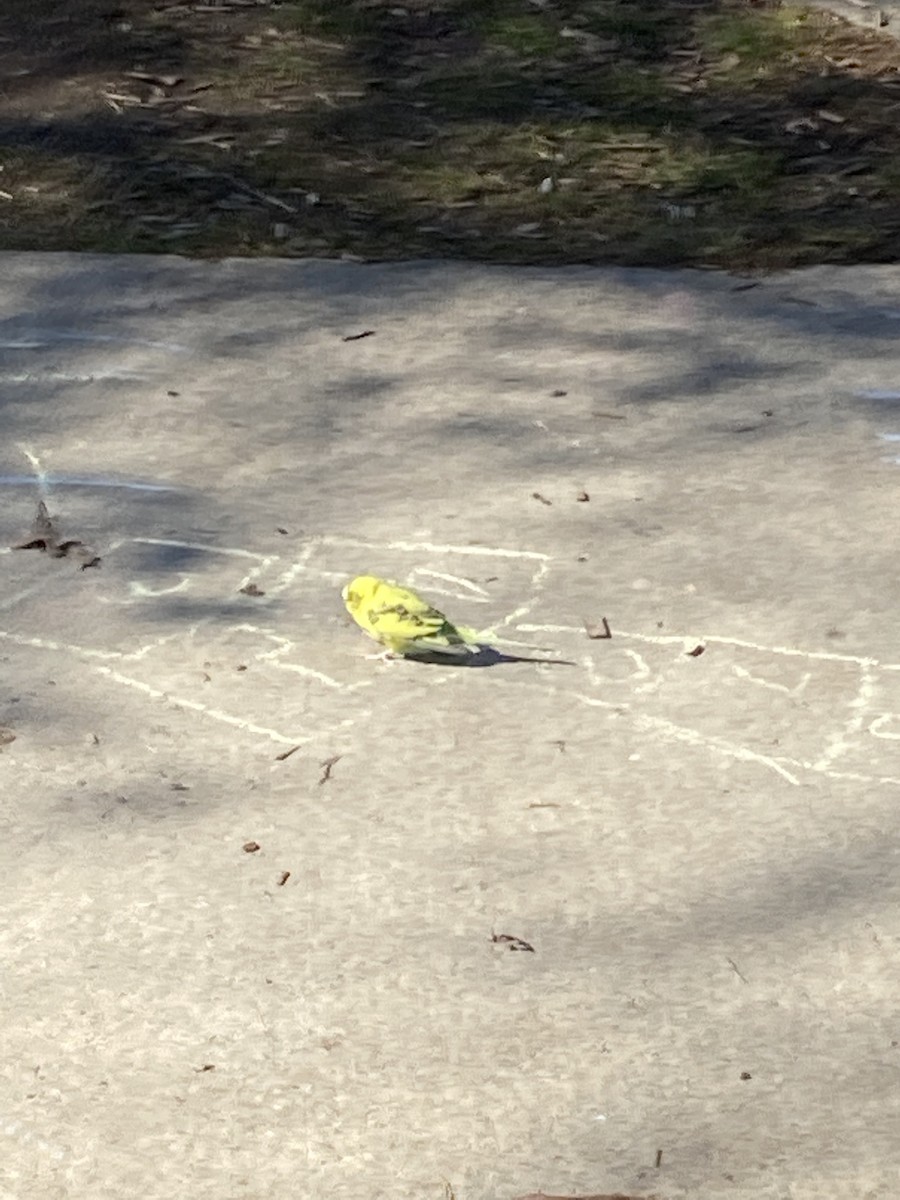 虎皮鸚鵡 - ML545168681