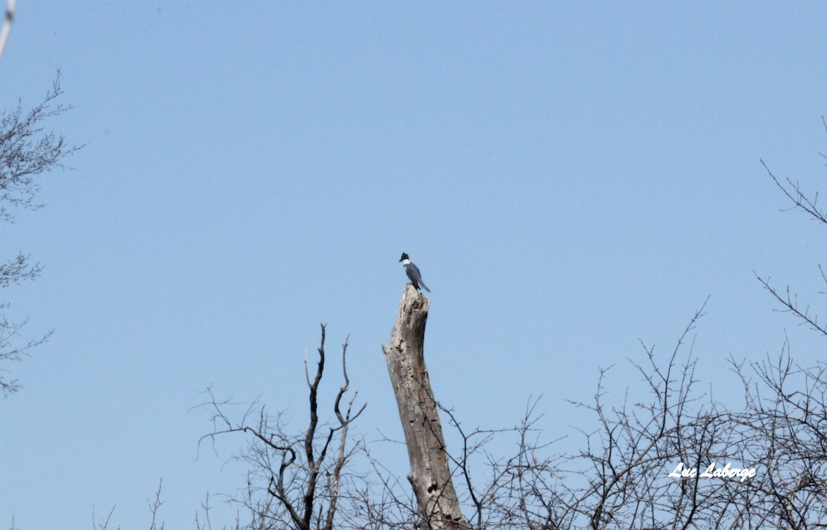 Belted Kingfisher - ML54516921