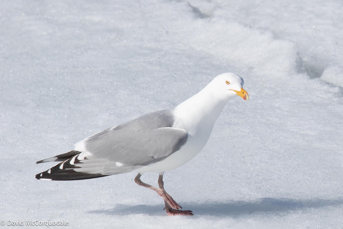 Herring Gull - ML545170051