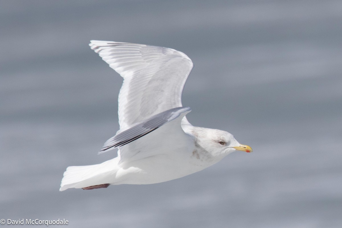 Iceland Gull (kumlieni) - ML545170111