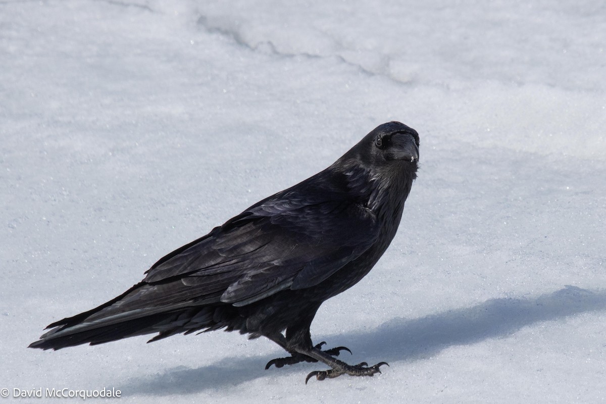 Common Raven - ML545170391