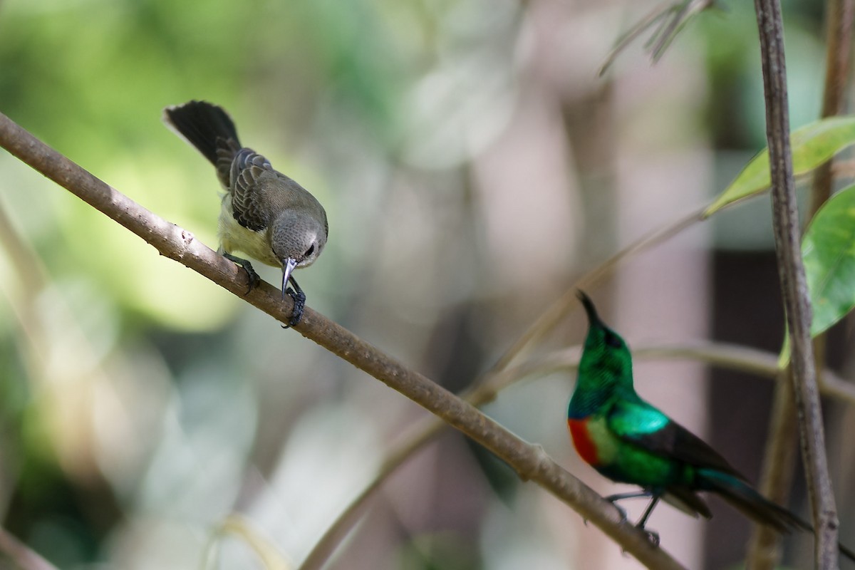 Beautiful Sunbird - Zbigniew Wnuk