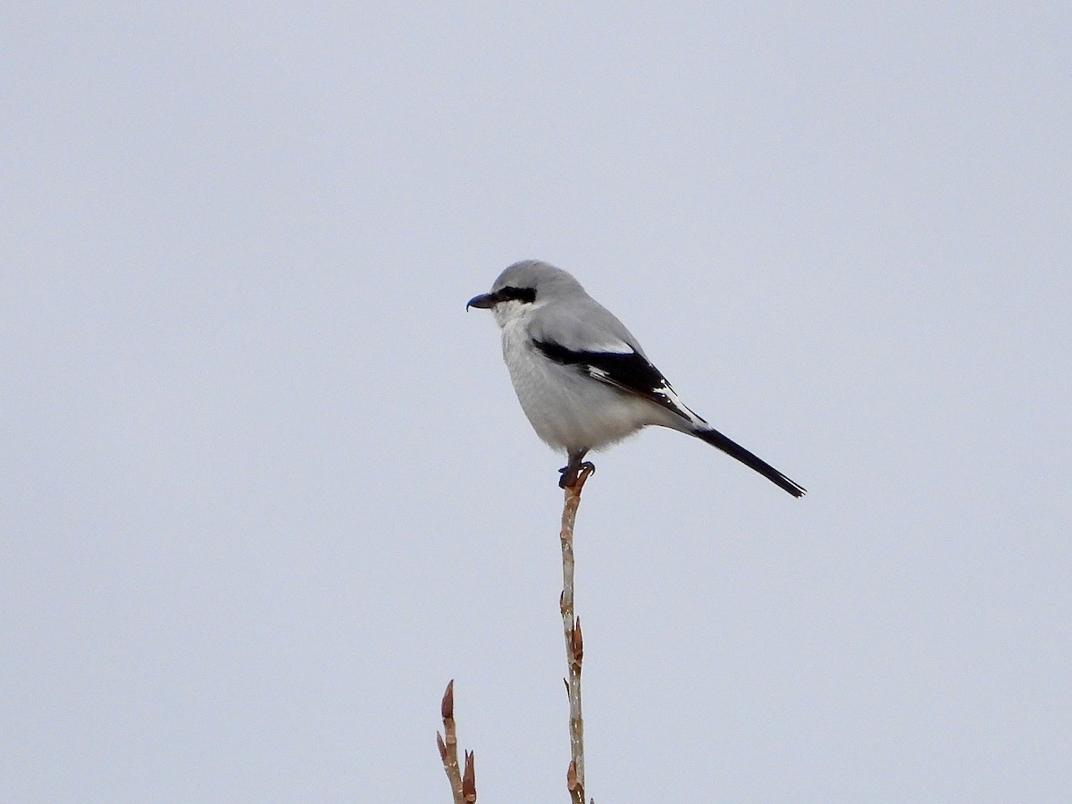 Northern Shrike - Bill Schneider