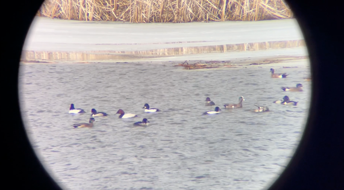 Canvasback - ML545171671