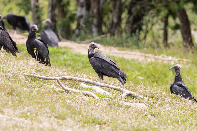 Black Vulture - Kamal Mahabir