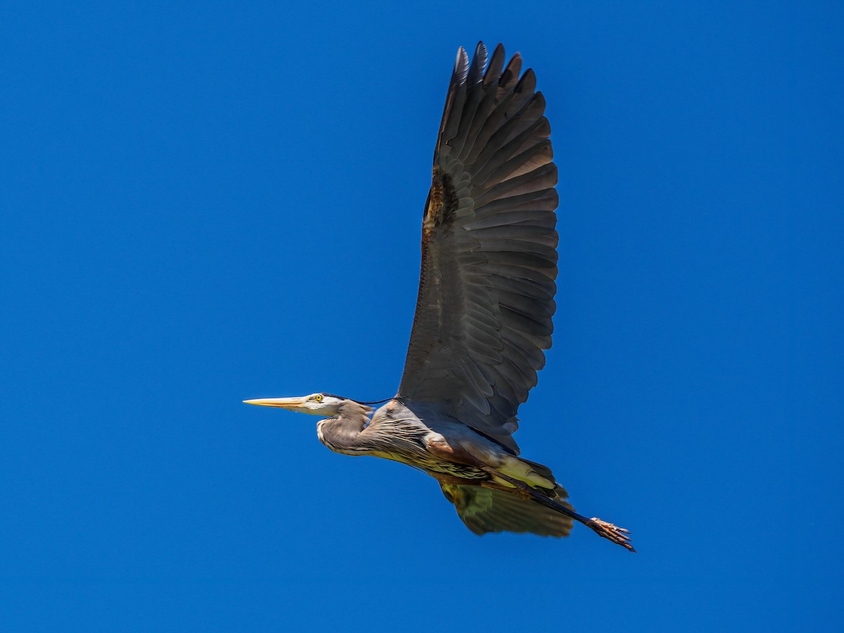 Great Blue Heron (Great Blue) - ML545172461