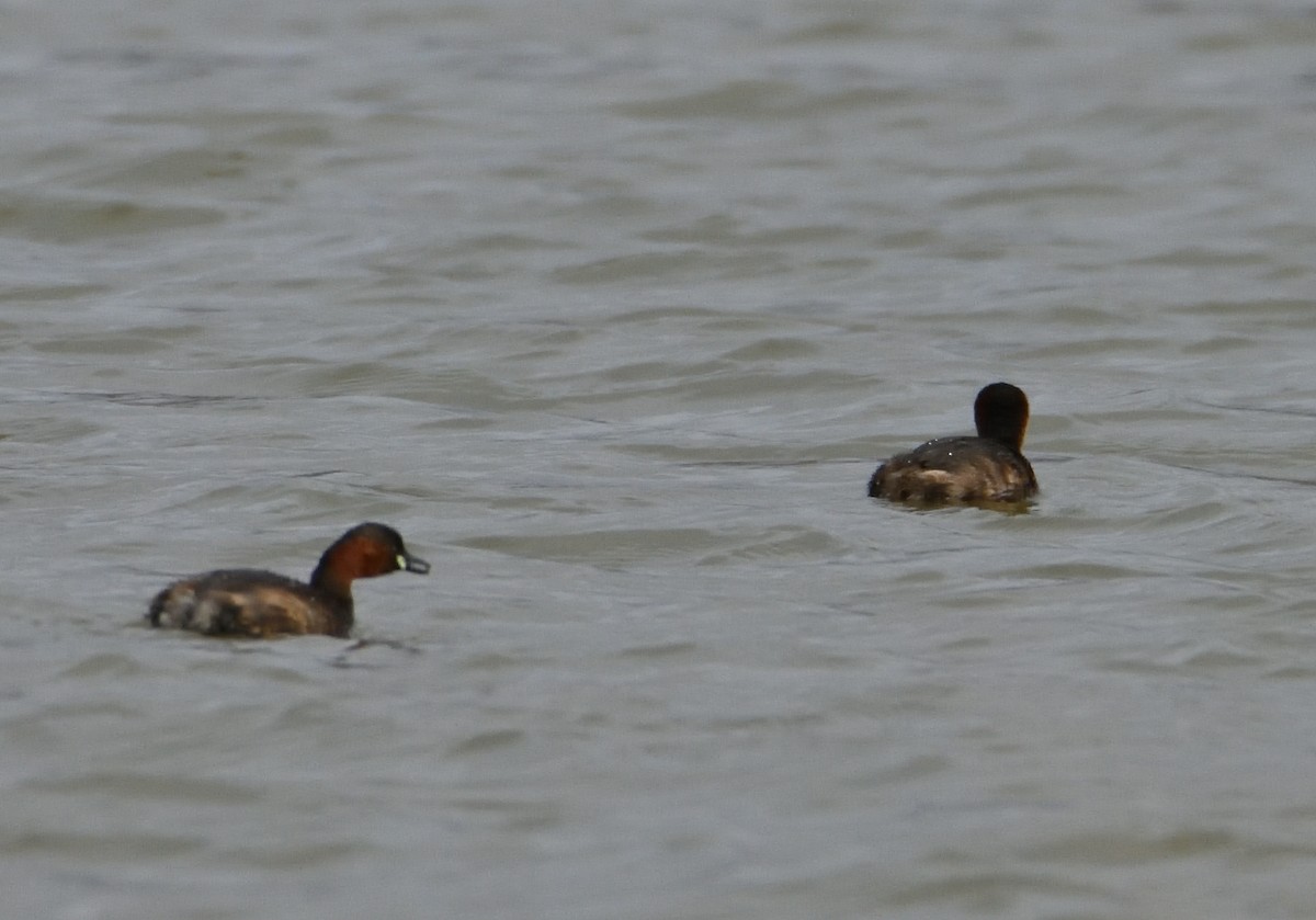 Little Grebe - ML545172571