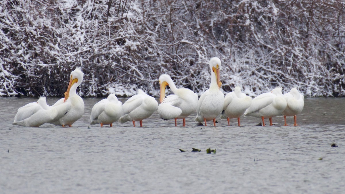 American White Pelican - ML545173361