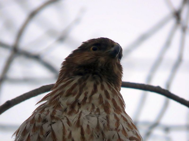 Cooper's Hawk - ML545173931