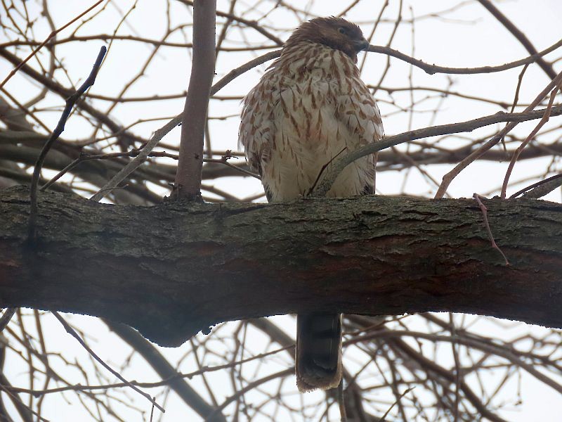 Cooper's Hawk - Tracy The Birder