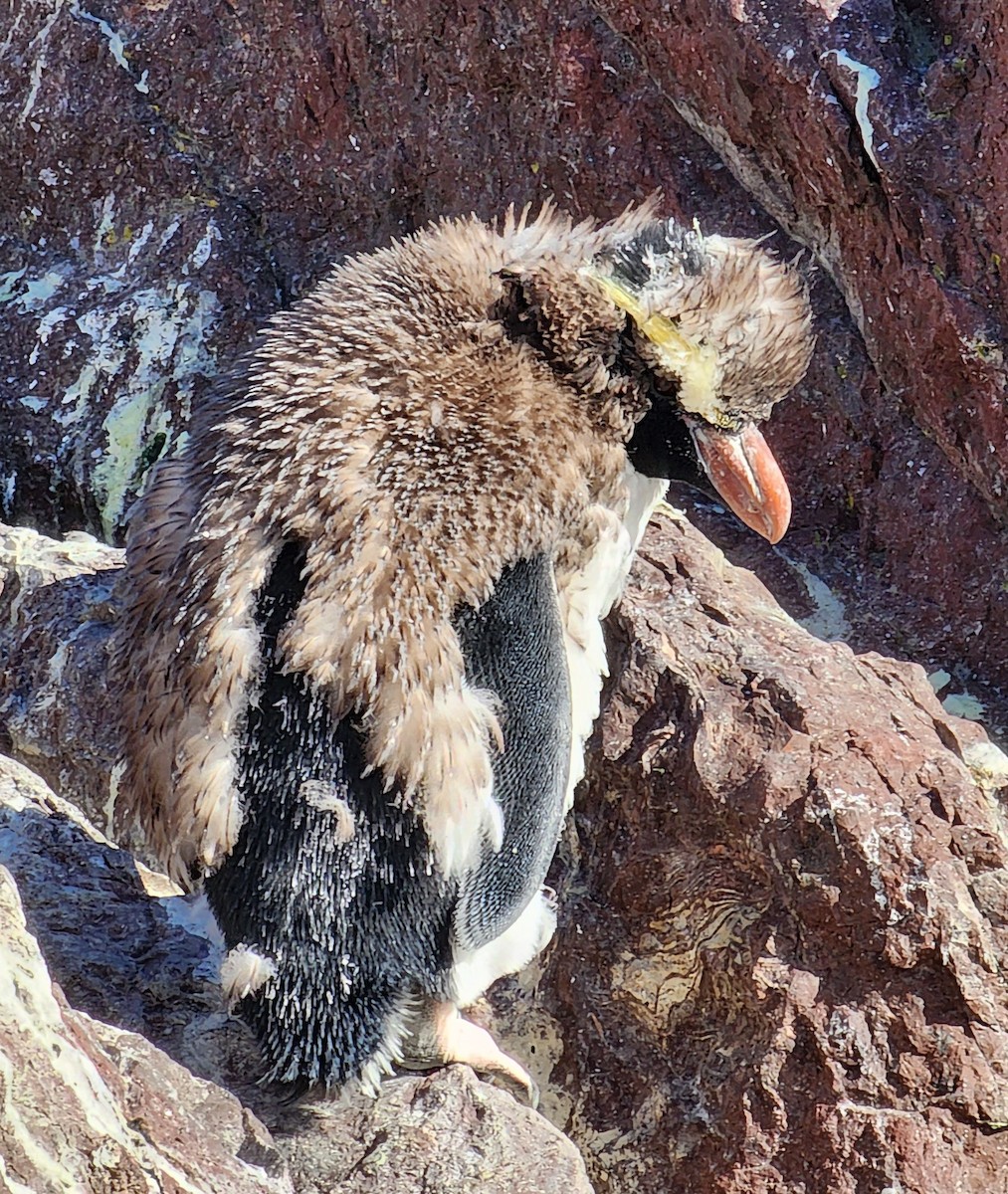 Snares Penguin - Annick Morgenthaler