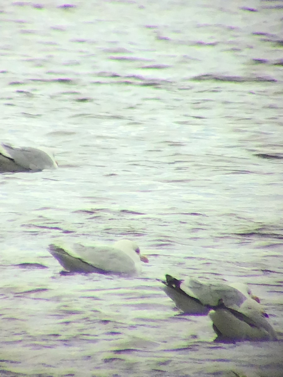 Gaviota Groenlandesa - ML545176451